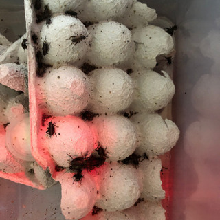 爬虫類などの餌用コオロギ