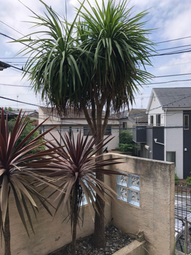 ニオイシュロラン 南国 アジアンガーデン