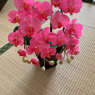 【売り切れ】胡蝶蘭 光触媒