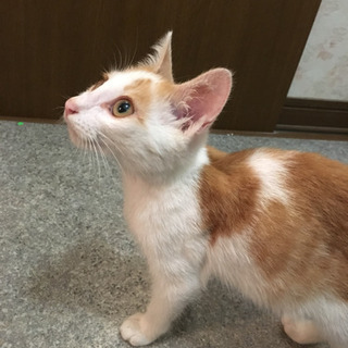 甘えんぼの男の子 - 猫