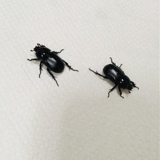 コカブト 成虫ペア