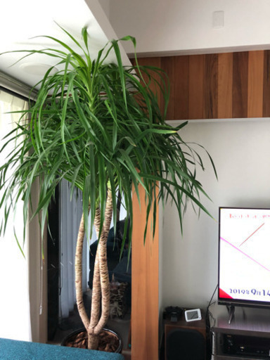 【値下げ】ドラセナ