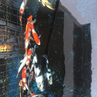 錦鯉  早い者勝ち‼️‼️‼️の画像