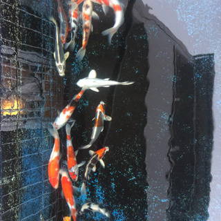 錦鯉  早い者勝ち‼️‼️‼️の画像