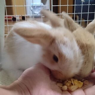 生後１ヶ月のロップイヤーとミニウサギの間の赤ちゃんです。全羽決まりました。ありがとうございます！ - 徳島市