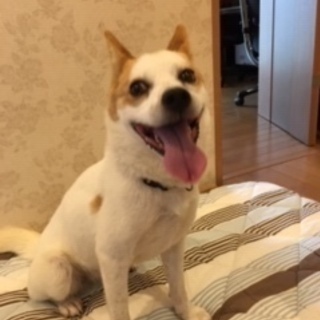 中型犬MIXの里親募集