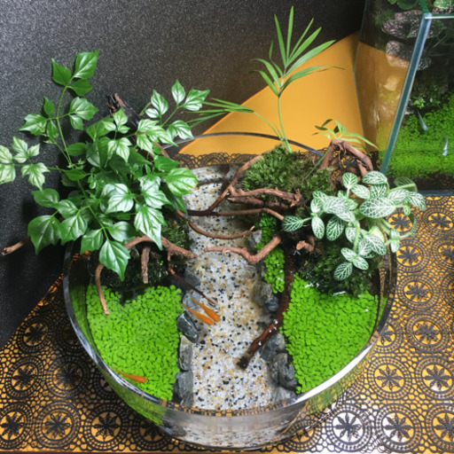 コケリウム・アクアテラリウム 完成品！！！