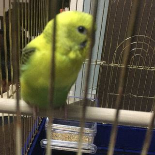 セキセイインコの里親募集