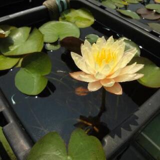  【完売御礼】睡蓮(花の色不明)1鉢200円～