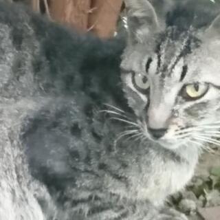 サバトラ迷い猫  松戸市