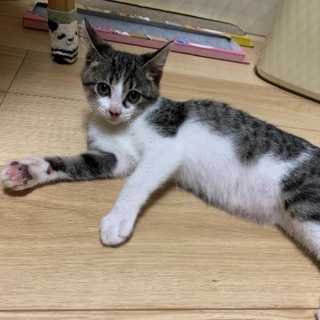 20歳になったので、お酒飲みたいです笑