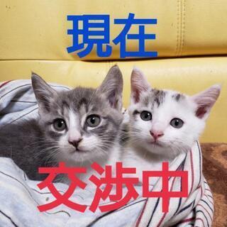 可愛い姉弟の子猫２匹です！