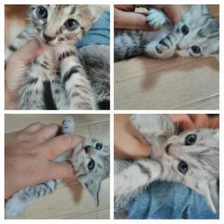 ☆更新10月23日☆子猫ちゃん1匹の里親募集です！ - 猫