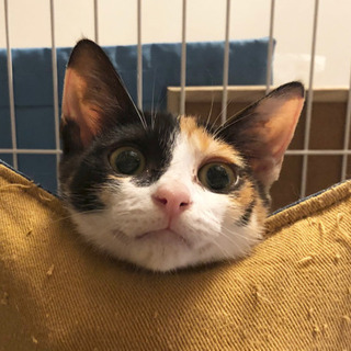 【生後3ヶ月子猫☆三毛猫あんず】