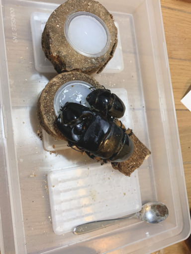 スマトラヒラタ極太血統