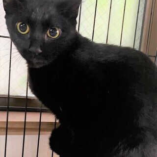 クリクリお目の黒猫ゆいちゃん、推定生後8～１０か月