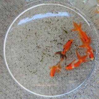 ちいさな金魚 5匹