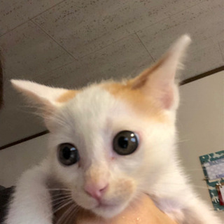 白多め三毛猫 里親様決まりました - 富山市