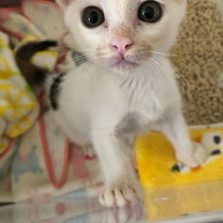 白多め三毛猫 里親様決まりました