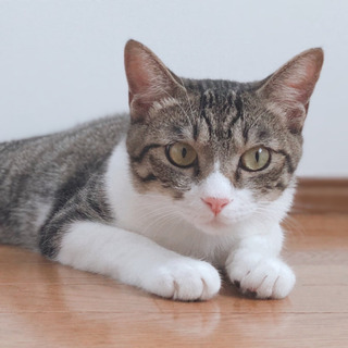 ☆ずっとのお家が見つかりました、ありがとうございます☆お友達が大...
