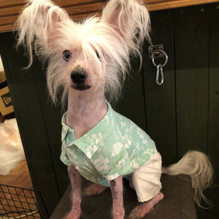 チャイニーズクレステッドドッグ男の子3才の画像