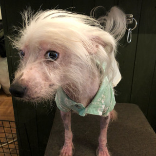 チャイニーズクレステッドドッグ男の子3才 - 犬