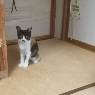 里親希望❗捨てた人へ、警察にも市環境課にも行ったから❗残１匹