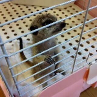 ミーアキャット飼い始めました。 - その他