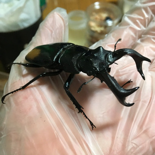 セアカフタマタ ♂♀♀トリオ①