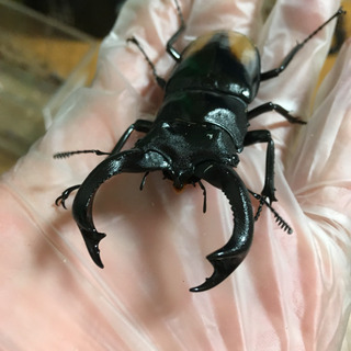 セアカフタマタ ♂♀♀②
