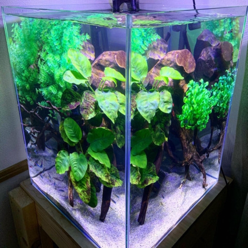 急ぎ！！熱帯魚水槽一式