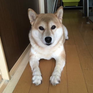 8歳柴犬♀里親募集しております
