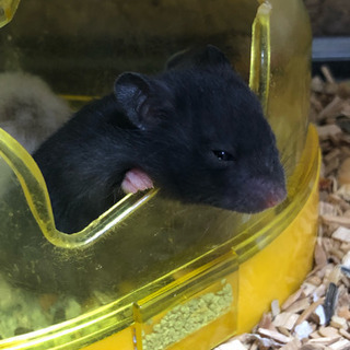 ハムスターサークル作ります( ˶ˆ꒳ˆ˵ ) − 東京都