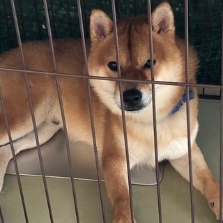 1歳９ヶ月の男の子