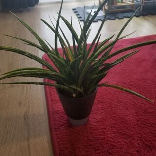 観葉植物　サンセベリア