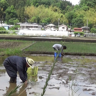 今だけ♪あなただけ♪【特別なマコモダケ】～食べて、聞いて、知ってつながるイベント～ - 八王子市
