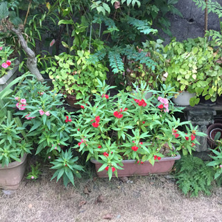 《取引中》鉢植え 植木 サボテン 薔薇 の画像
