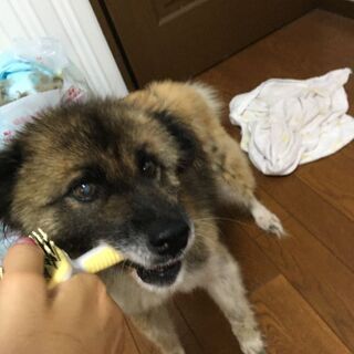 里親様決定しました！有り難うございます - 犬