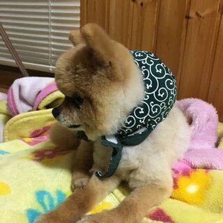 わんちゃん友達