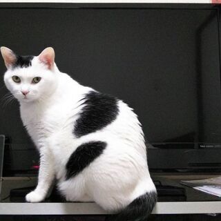 《急募》猫を飼ってくださる方を探しています
