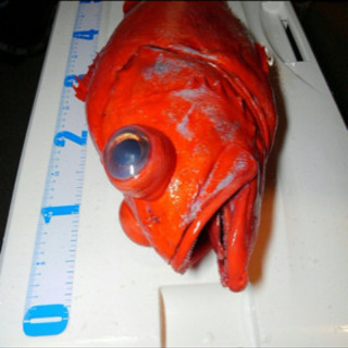 深場釣り 目指すはベニアコウ^_^