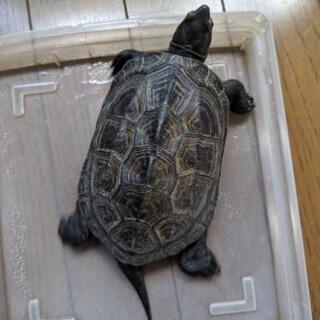 元気なクサガメを引き取って下さい！(推定6歳)