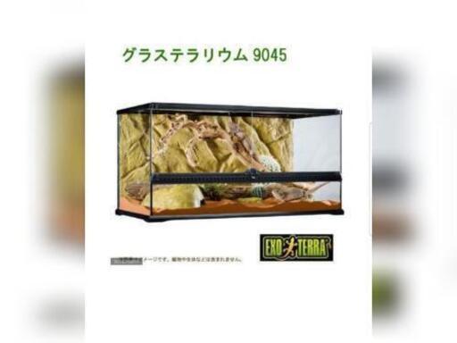 早い方優先　フトアゴヒゲトカゲ　爬虫類　飼育セット　グラステラリウム　9045