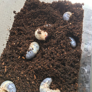 カブトムシ幼虫