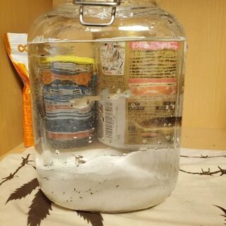 グッピーや、ベタ、コリドラス