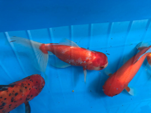 桜タイプSOLD OUT❗️ジャンボオランダ