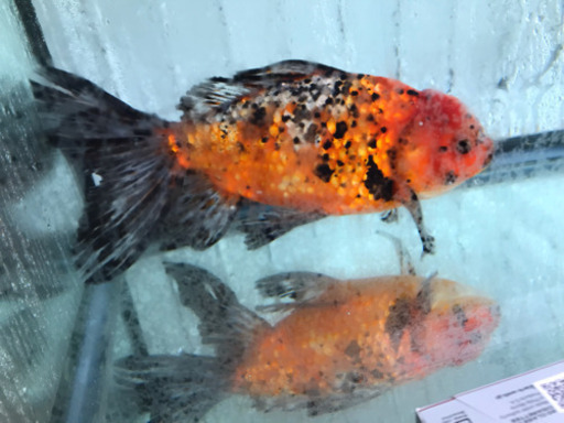 sold out　巨大なジャンボオランダ