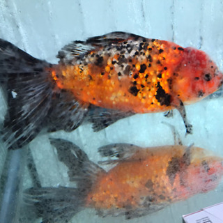 sold out 巨大なジャンボオランダ