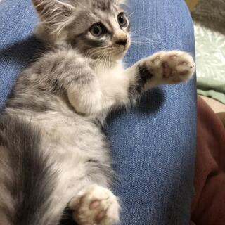 生後１ヶ月半の仔猫をもらって下さい。再投稿です