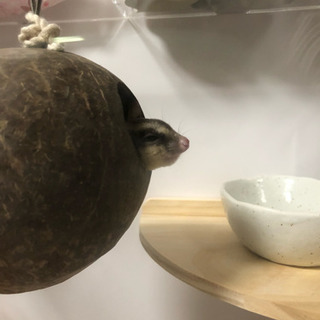 フクロモモンガ里親募集